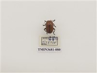 藏品(大黃葉蚤)的圖片